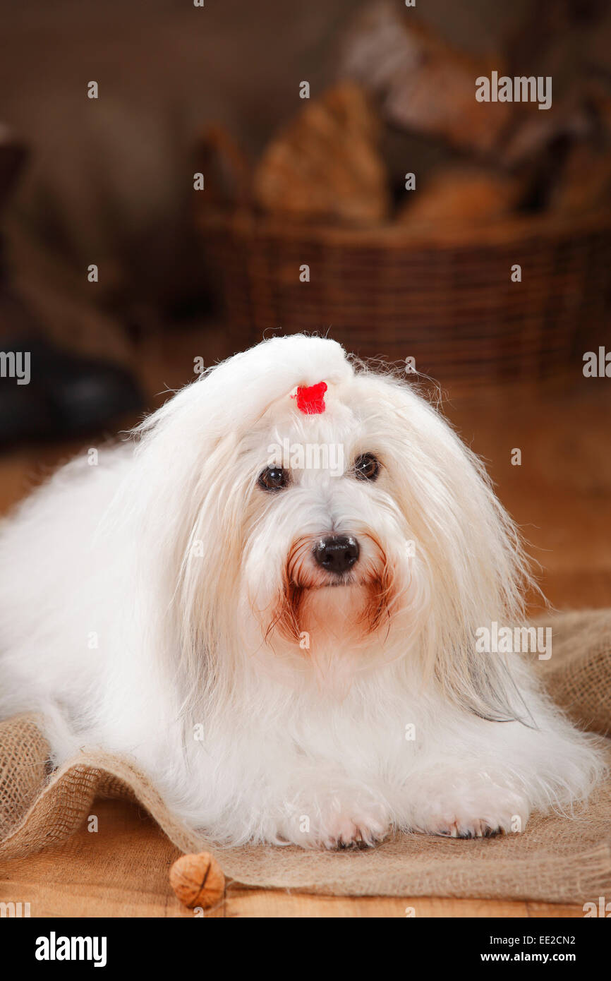 Coton de Tulear, cagna|Coton de Tulear, Huendin Foto Stock