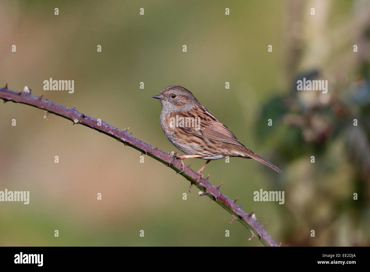 Dunnock, Prunella modularis, singolo uccello sul rovo, Warwickshire, Gennaio 2015 Foto Stock
