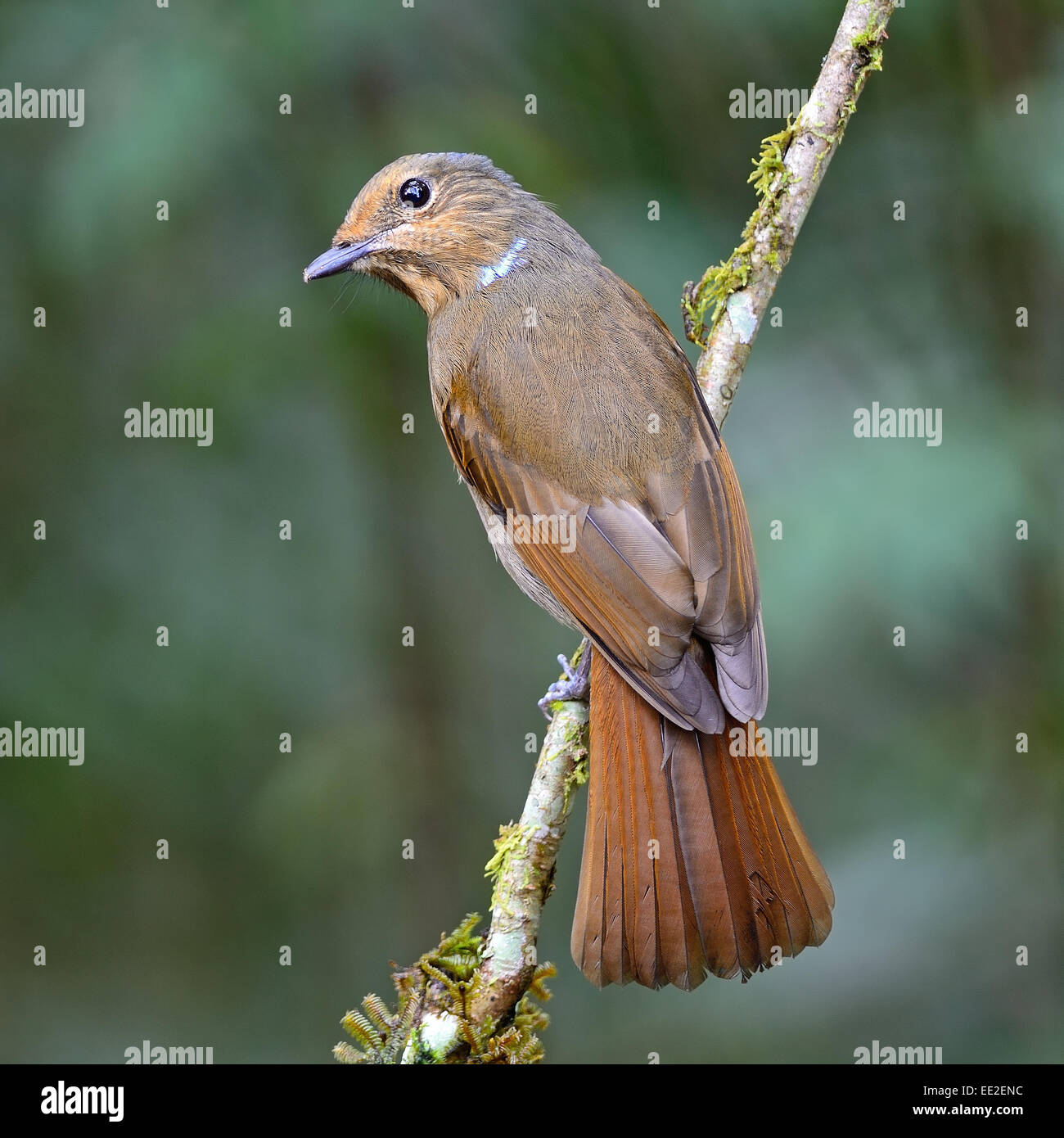 Brown bird, femmina grande Niltava (Niltava granddis), in piedi su un ramo, profilo posteriore Foto Stock