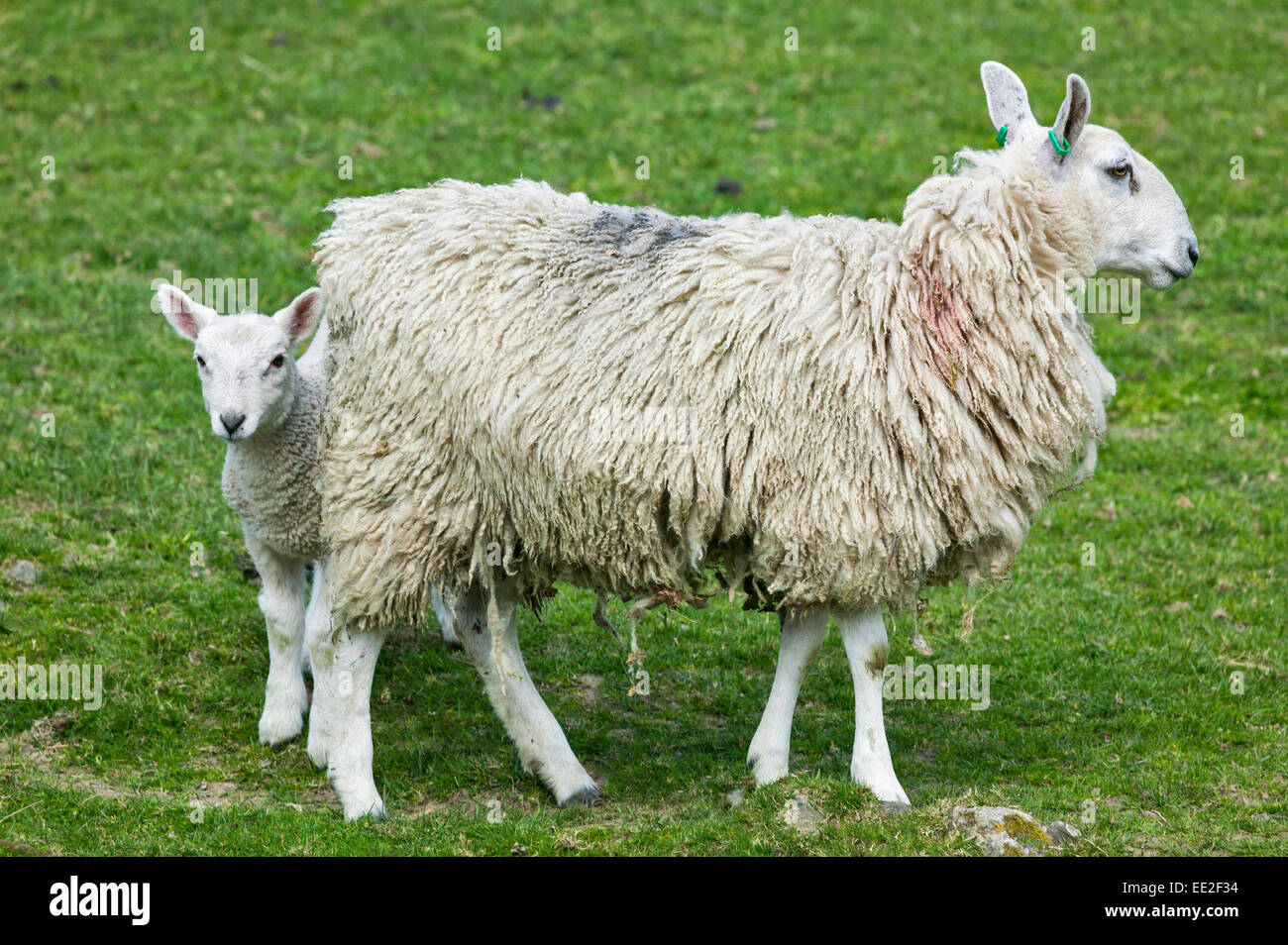 Pecora con un giovane agnello nei primi giorni di primavera Foto Stock