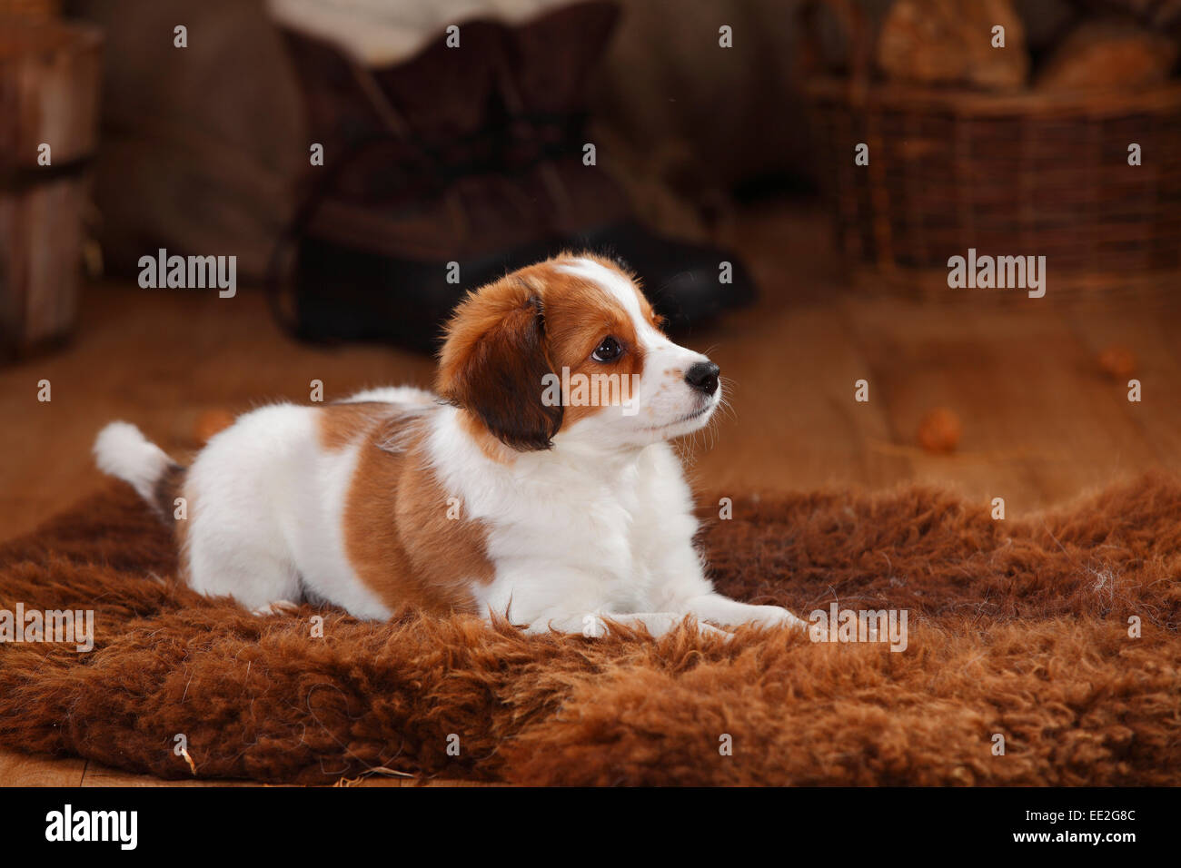 Kooikerhondje, cucciolo, dieci settimane|Kooikerhondje, 10 Wochen Foto Stock