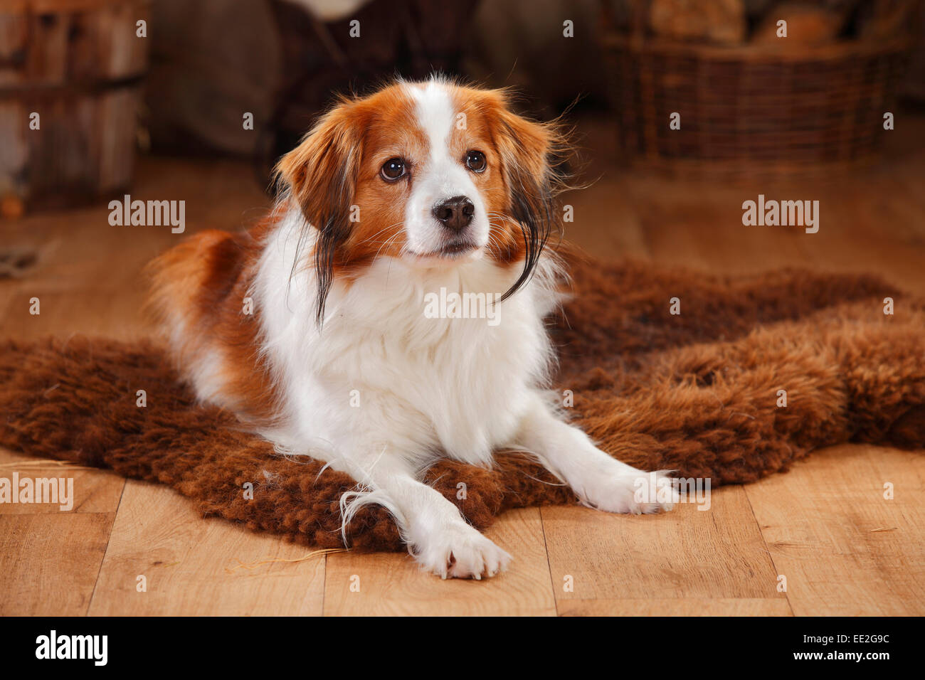 Kooikerhondje, cane maschio, 9 anni|Kooikerhondje, Ruede, 9 Jahre alt Foto Stock