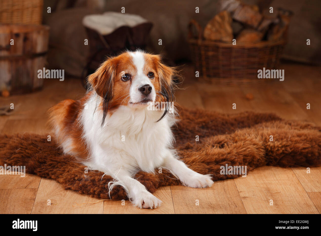 Kooikerhondje, cane maschio, 9 anni|Kooikerhondje, Ruede, 9 Jahre alt Foto Stock