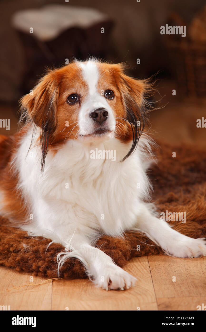 Kooikerhondje, cane maschio, 9 anni|Kooikerhondje, Ruede, 9 Jahre alt Foto Stock