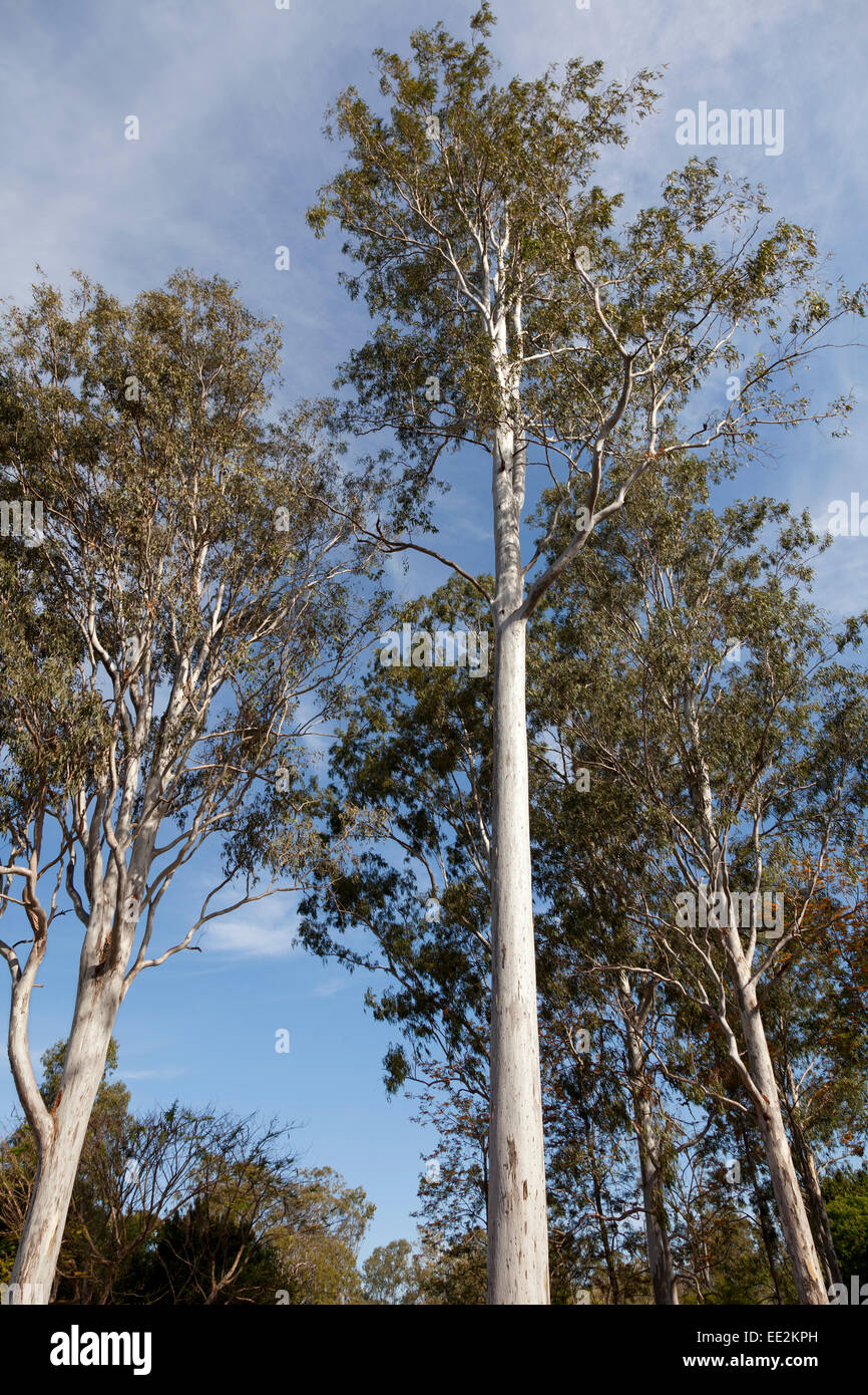 Alberi di eucalipto nel Nuovo Galles del Sud Australia Foto Stock