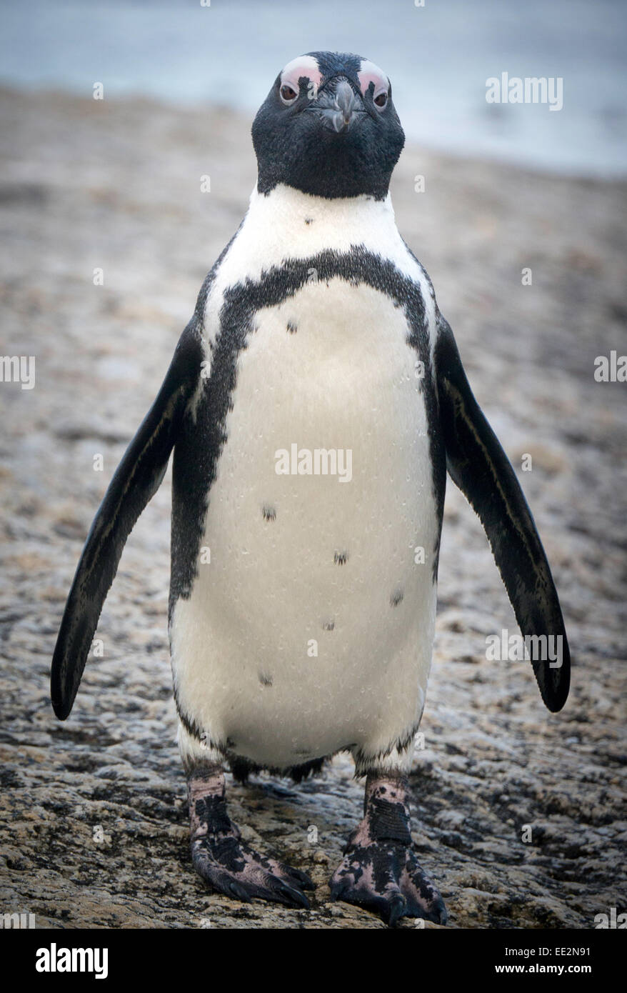 Ritratto a figura intera di un pinguino africano (Spheniscus demersus) su una roccia a Boulders Beach, Simon's Town, Sud Africa. Foto Stock