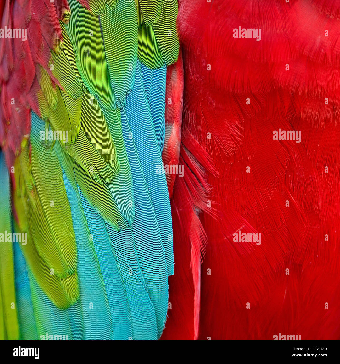 Bellissimo sfondo di Greenwinged Macaw piume Foto Stock