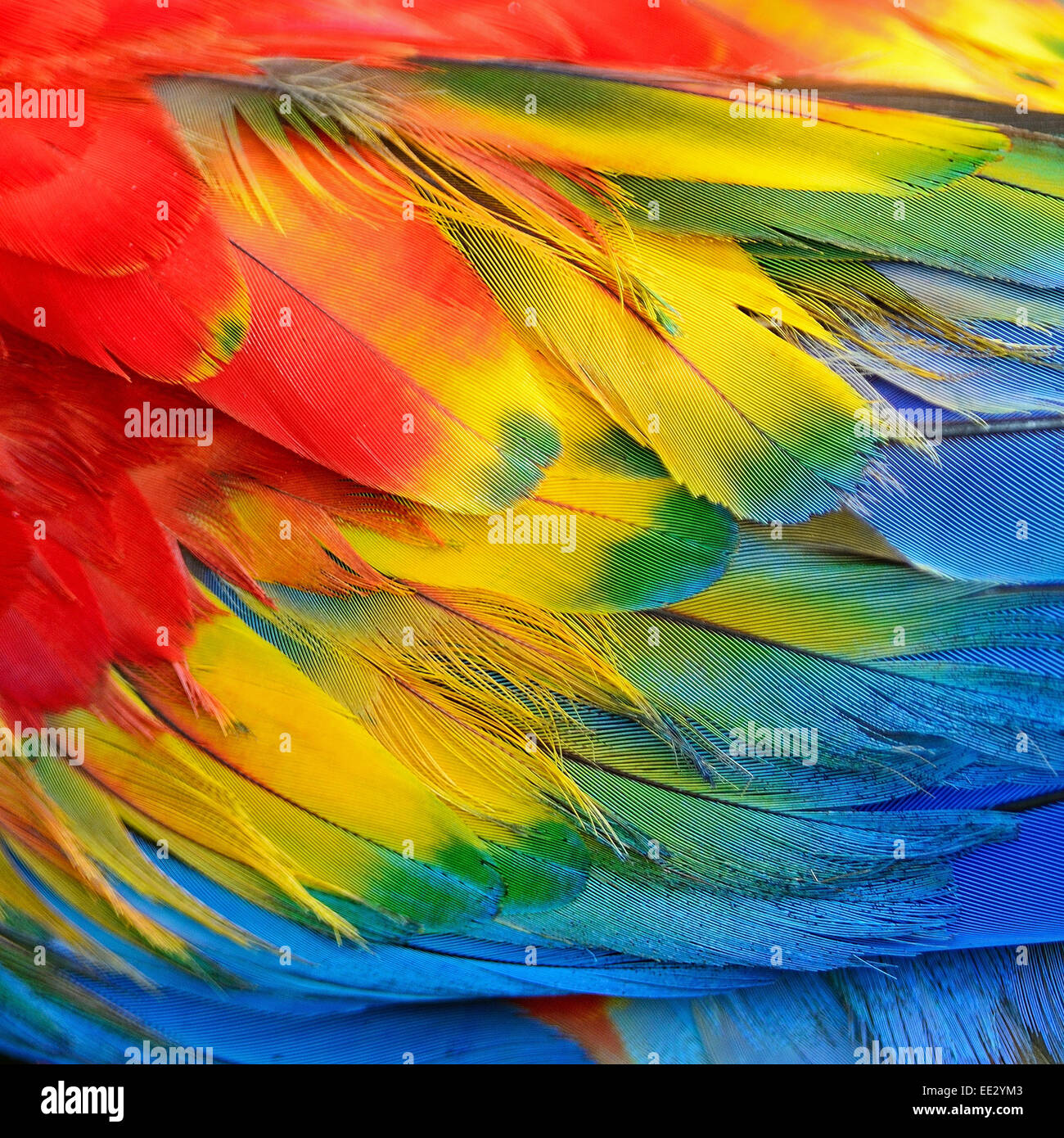 Scarlet Macaw piume e colorati di texture di sfondo Foto Stock