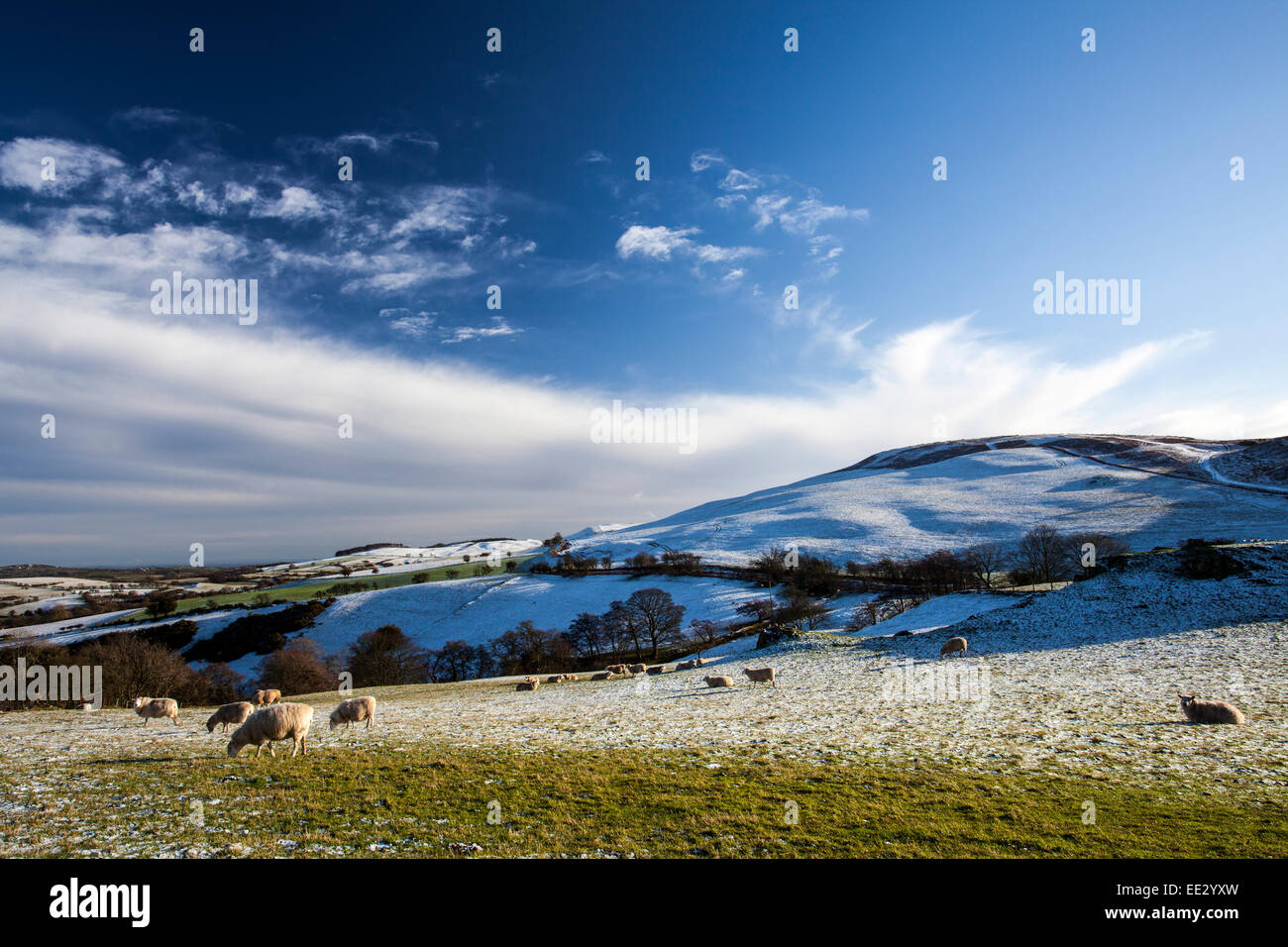 Pecore al pascolo su un altopiano di pecore fattoria sul lato di Flintshire della gamma Clwydian hills in inverno con pecora cercando di pascolare attraverso la neve su questo splendido paesaggio, Flintshire, Wales, Regno Unito Foto Stock