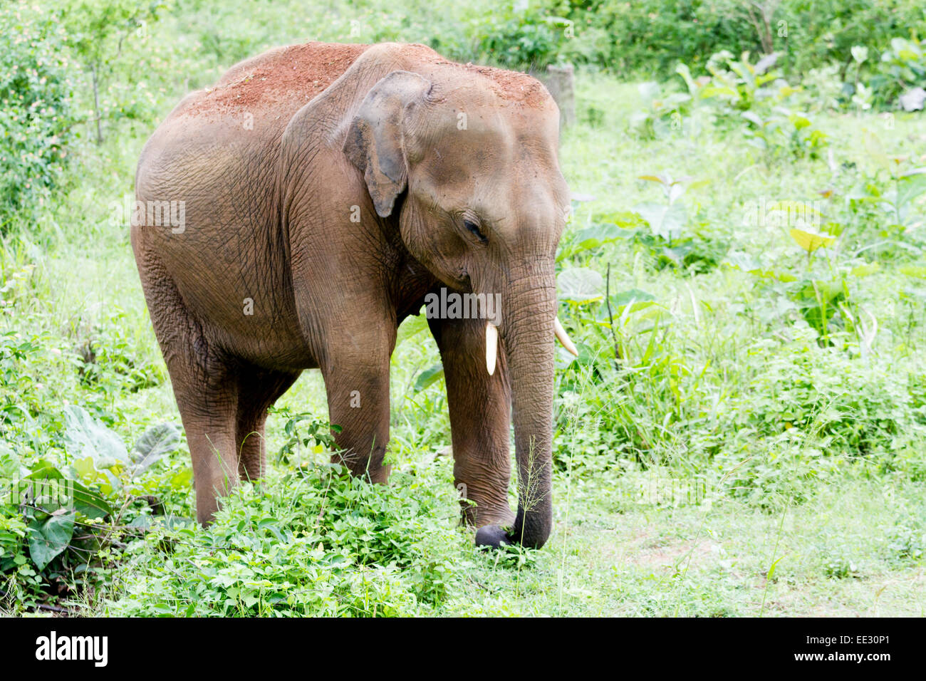 Elefante asiatico in Udawalawe parco nazionale Foto Stock