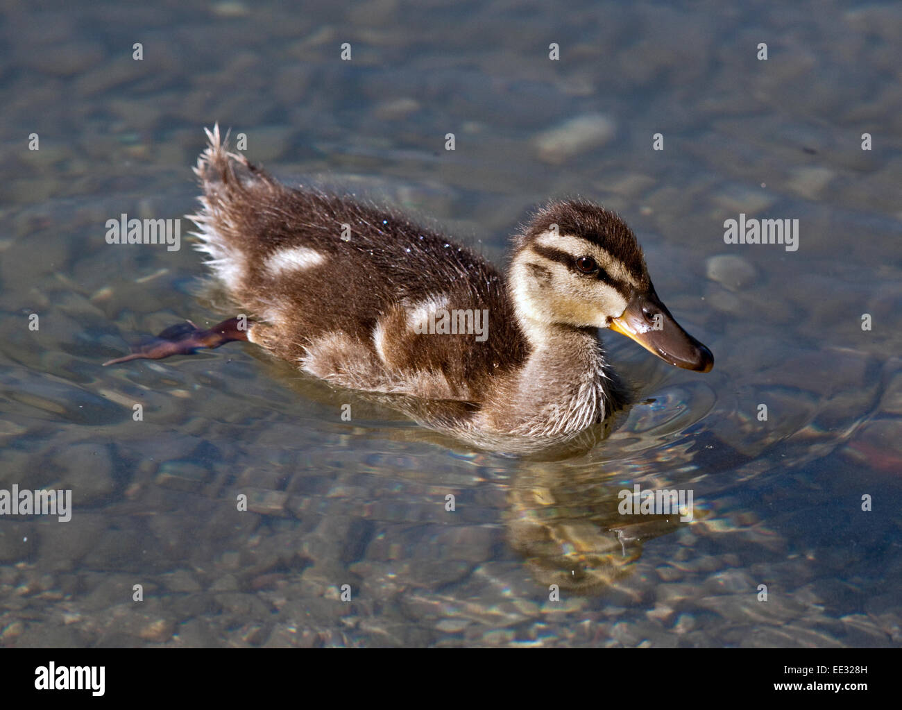 Mallard anatroccolo (Anas platyrhynchos), il lago d'Idro, Italia settentrionale Foto Stock