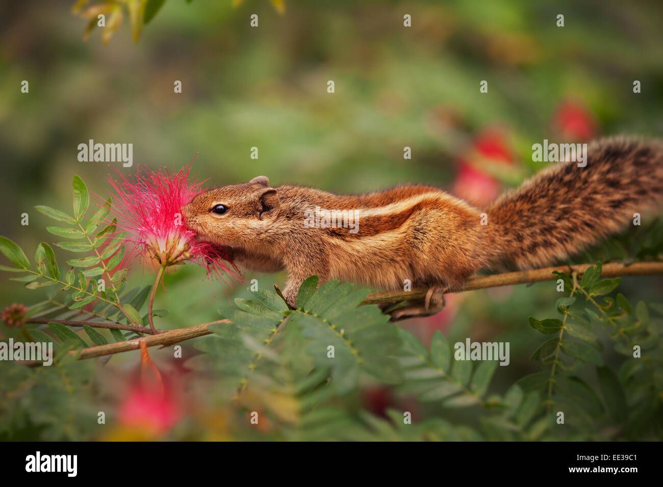 Palm scoiattolo in India, il campionamento il nettare da un fiore mentre aggrappato a un ramo di stretta. Zoom estremi shot. Foto Stock