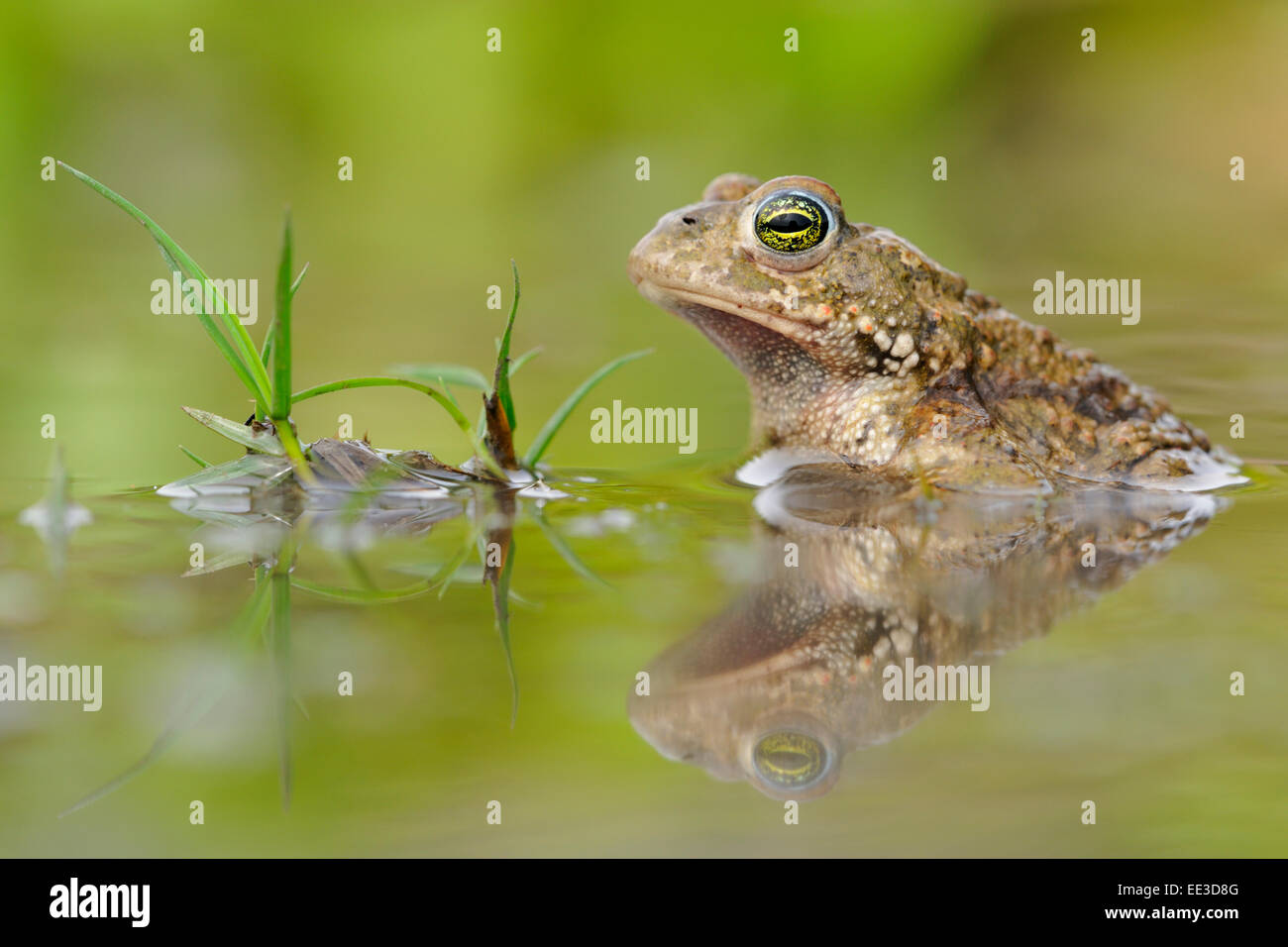 Natterjack (rospo) [Epidalea calamita, ex: Bufo calamita], Kreuzkröte, Germania Foto Stock