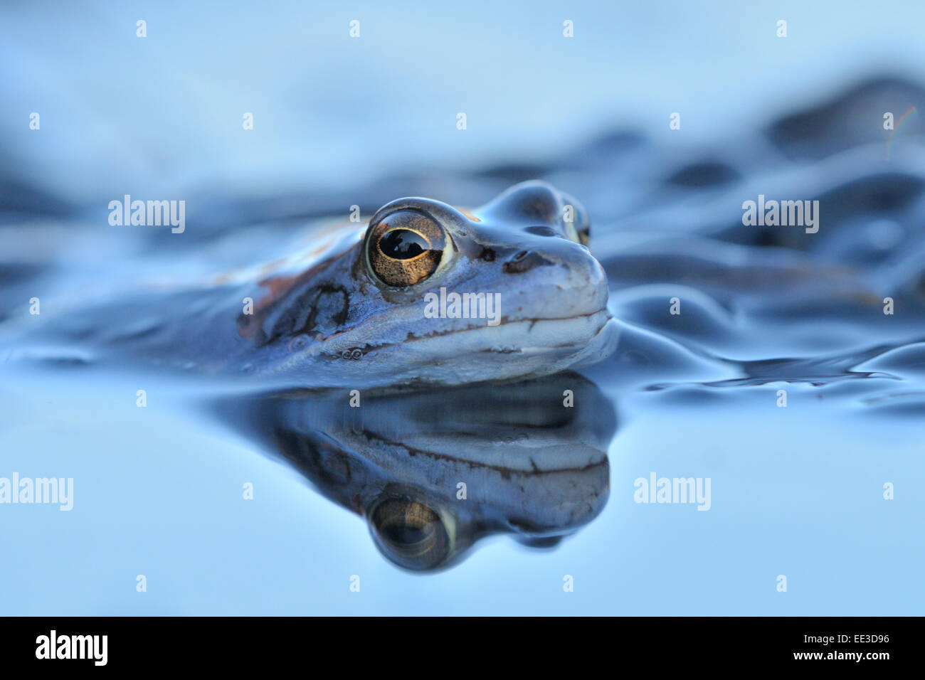 Moor frog [Rana arvalis] Moorfrosch Germania Foto Stock