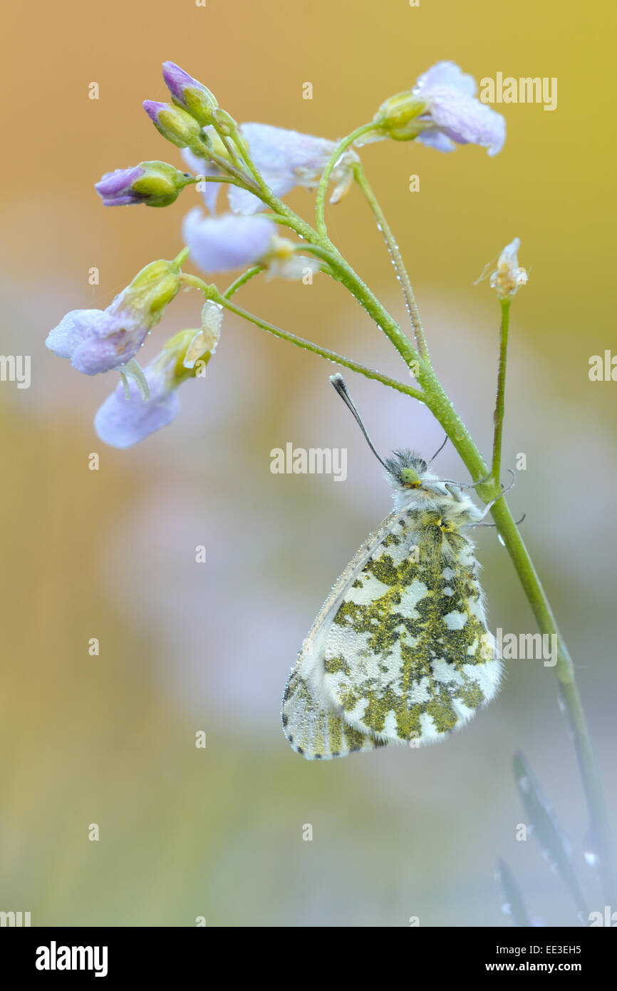 Punta arancione [Anthocharis cardamines, precedentemente Euchloe cardamines], Aurorafalter, Germania Foto Stock