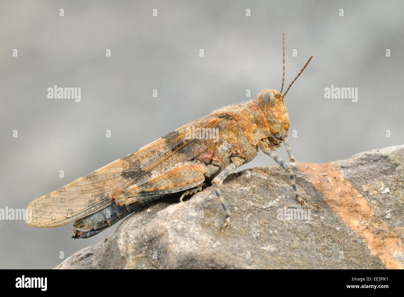 Blu-winged grasshopper [Oedipoda caerulescens], Germania Foto Stock