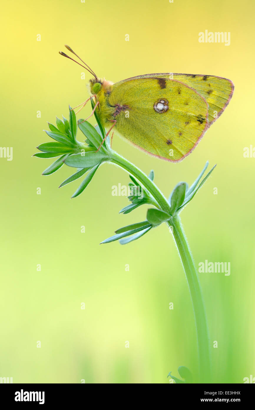 Pallido giallo offuscato la butterfly [Colias hyale], Goldene Acht, Germania Foto Stock