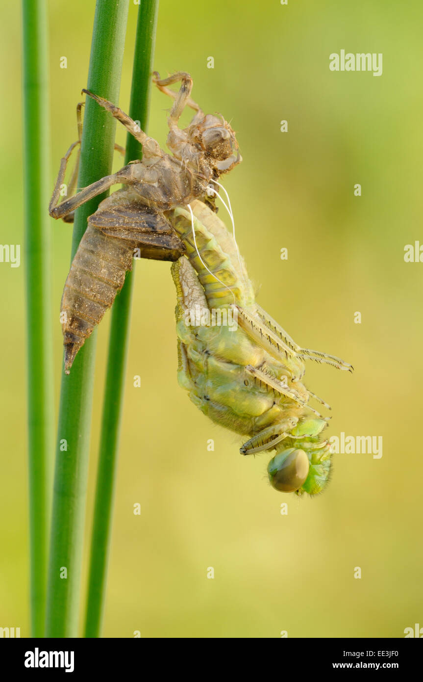 Green club-tailed dragonfly [Ophiogomphus cecilia], Keiljungfer, Germania Foto Stock