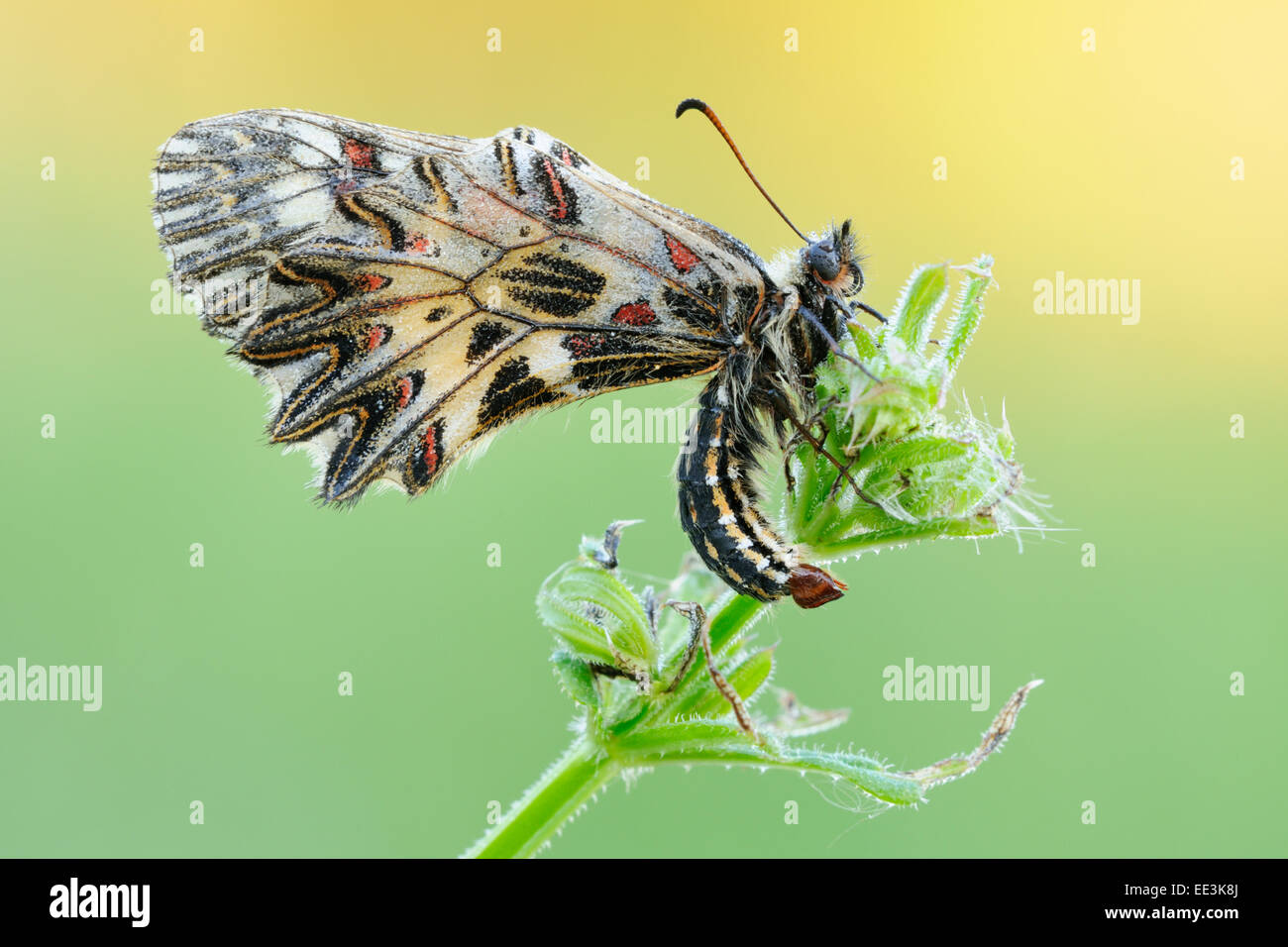 Osterluzeifalter, festone meridionale (farfalla) [Zerynthia polissena], Austria Foto Stock