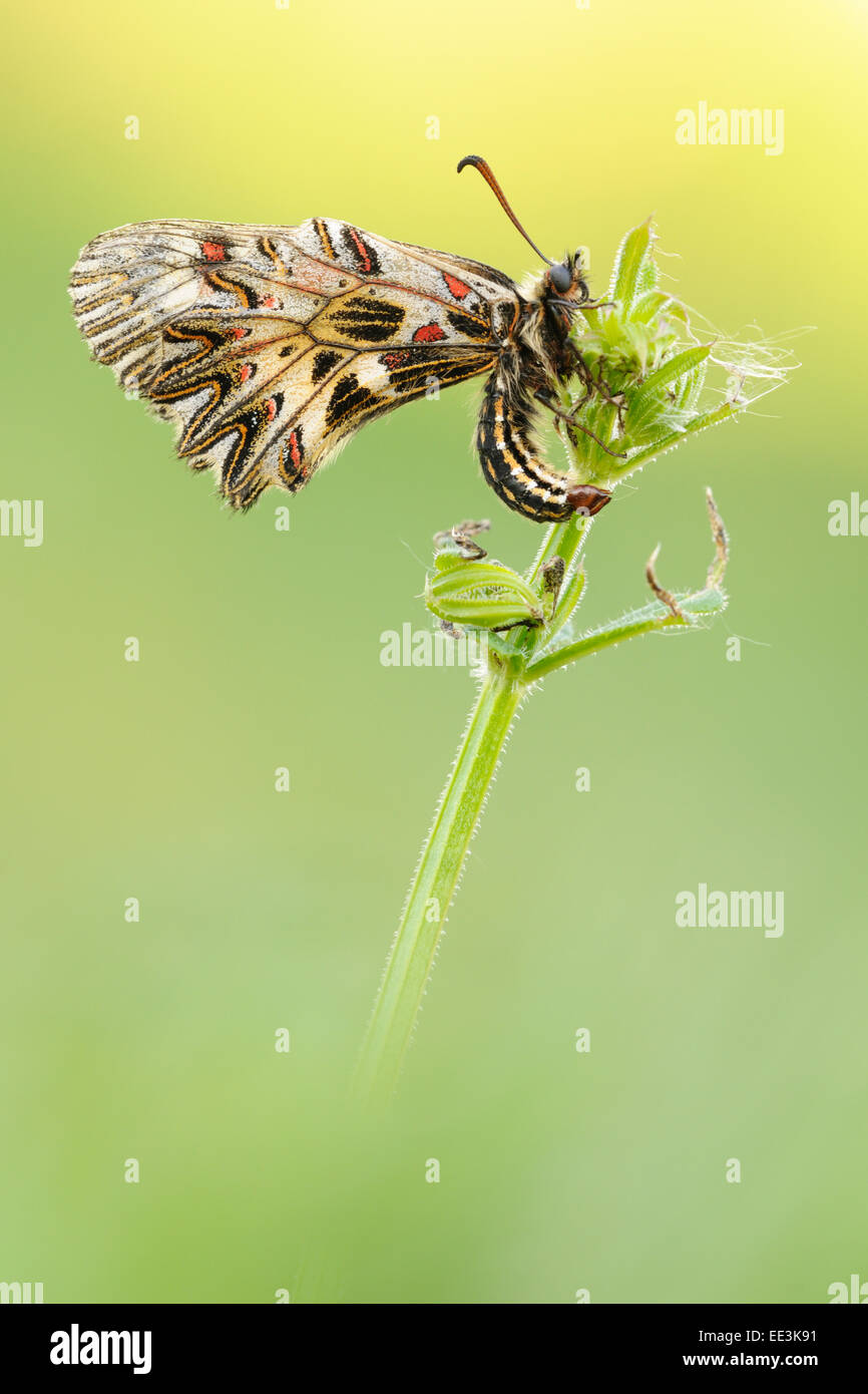 Osterluzeifalter, festone meridionale (farfalla) [Zerynthia polissena], Austria Foto Stock