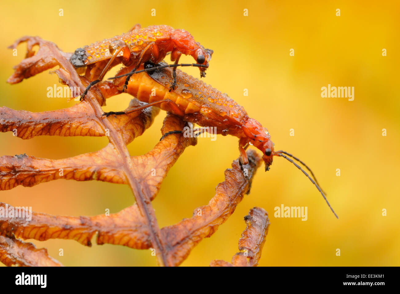 Comune soldato rosso beetle [Rhagonycha fulva] Foto Stock