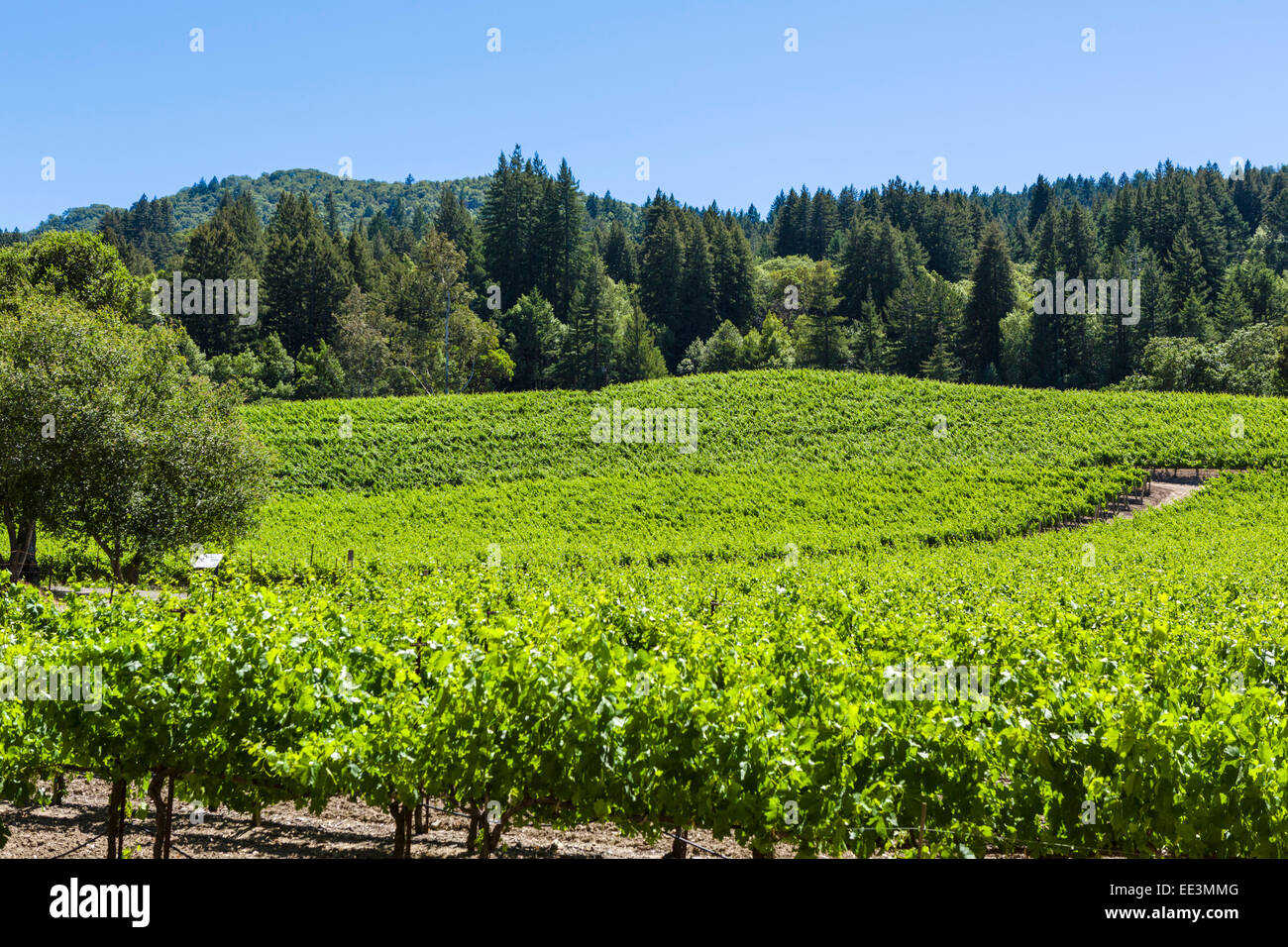 Vigneto da Jack London State Park, Glen Ellen, Sonoma Valley Wine Country, nel nord della California, Stati Uniti d'America Foto Stock