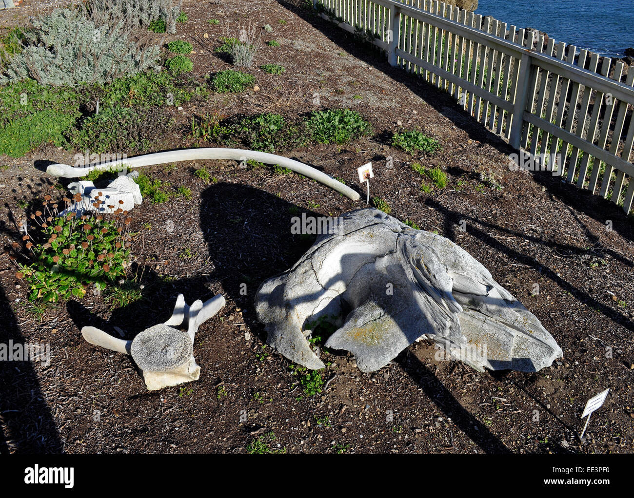 Il novellame di balena grigia cranio, ossa, Pigeon Point Stazione di luce State Historic Park, California Foto Stock