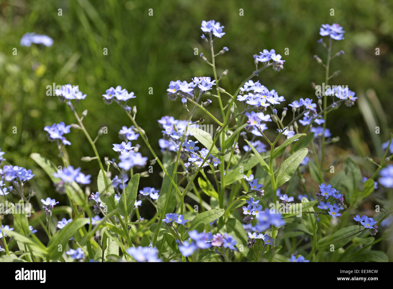 Blume, Blumen, Bluete, Nahaufnahme, Natur, Pflanze, Schoenheit, Vergissmeinnicht, aussen, blau, bluehen, bluehend, close-up, fil Foto Stock