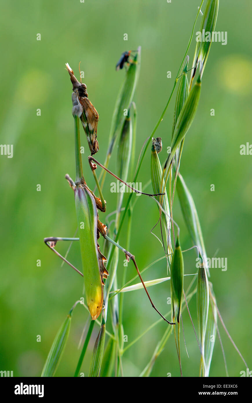 Mantis camouflage Foto Stock