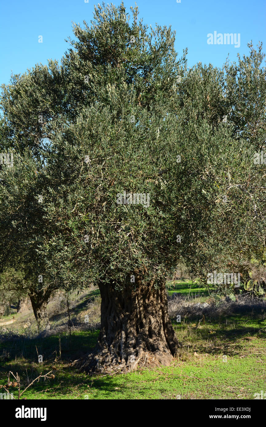 Coppia albero di olivo Foto Stock
