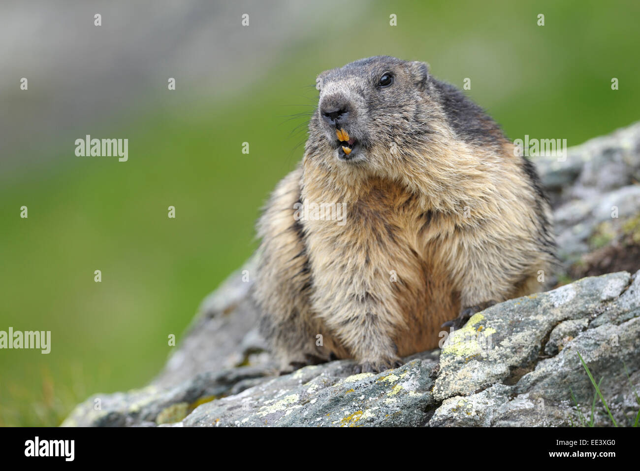 La marmotta alpina [Marmota marmota], Hohe Tauern, Austria, Alpi Foto Stock