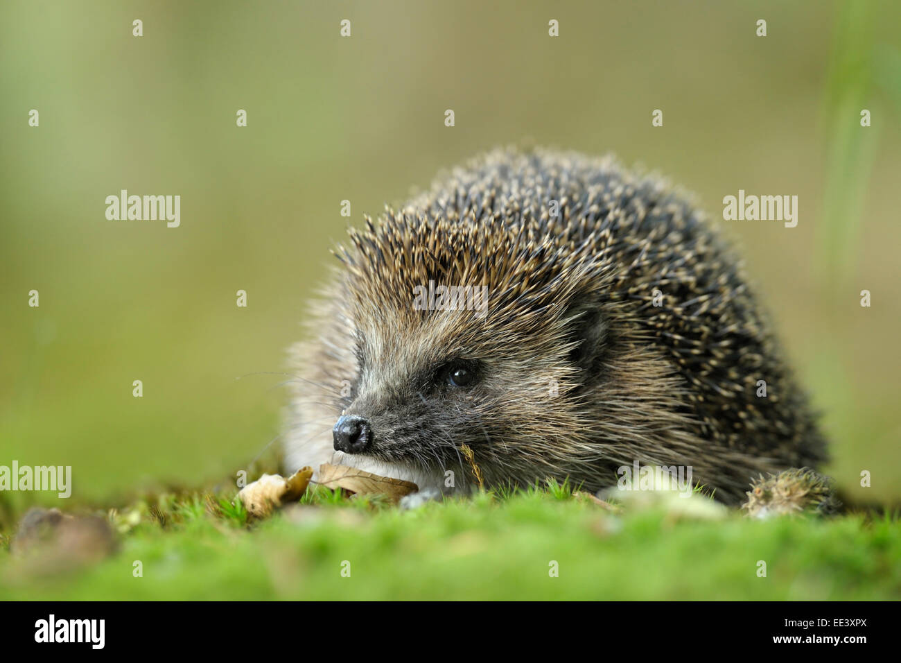 [Hedgehog Erinaceus europaeus] Foto Stock