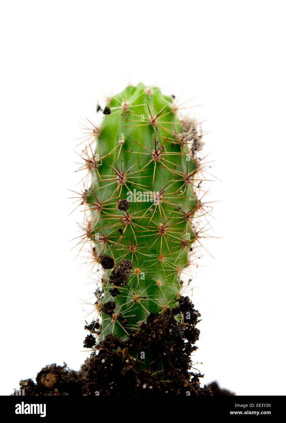 Crescente cactus nel suolo Foto Stock