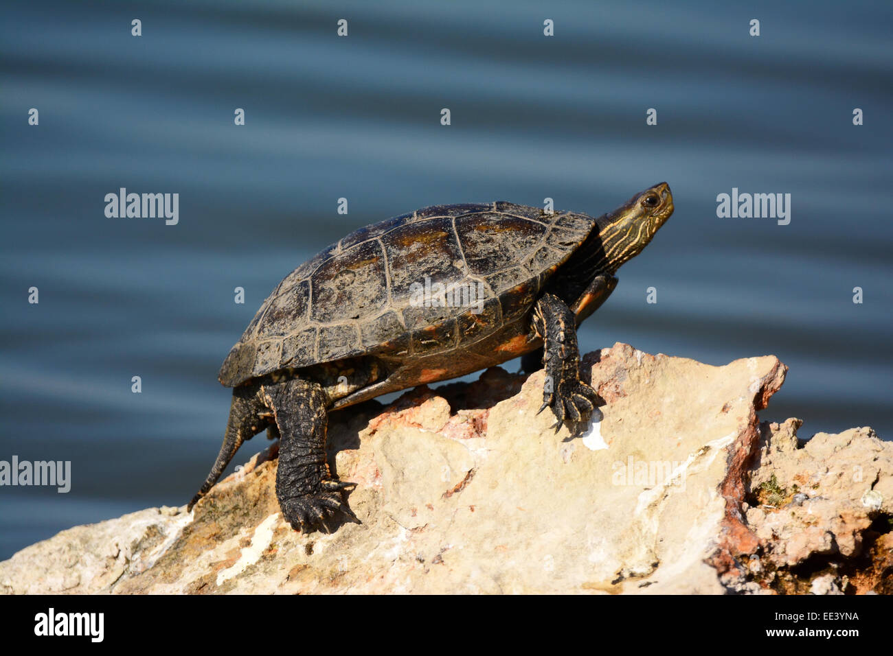 Palude turtle crogiolarsi al sole Foto Stock