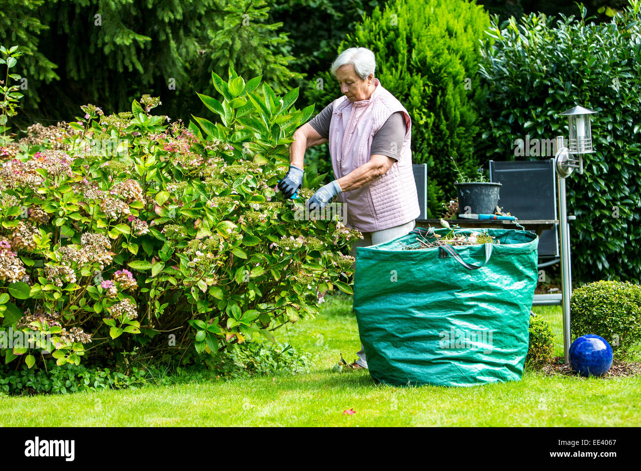 Seniors, donna anziana, metà 70, lavora in giardino, Foto Stock