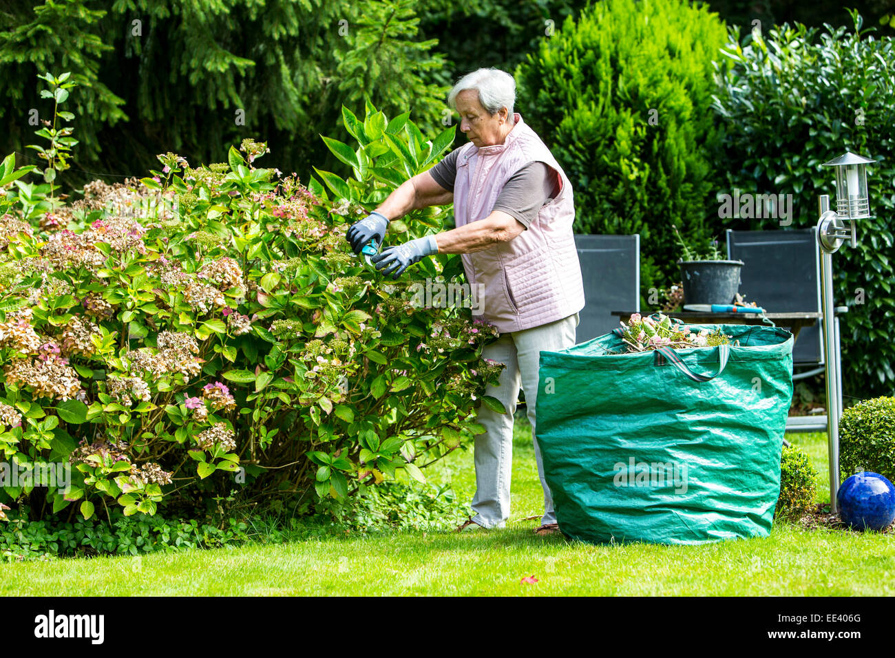 Seniors, donna anziana, metà 70, lavora in giardino, Foto Stock
