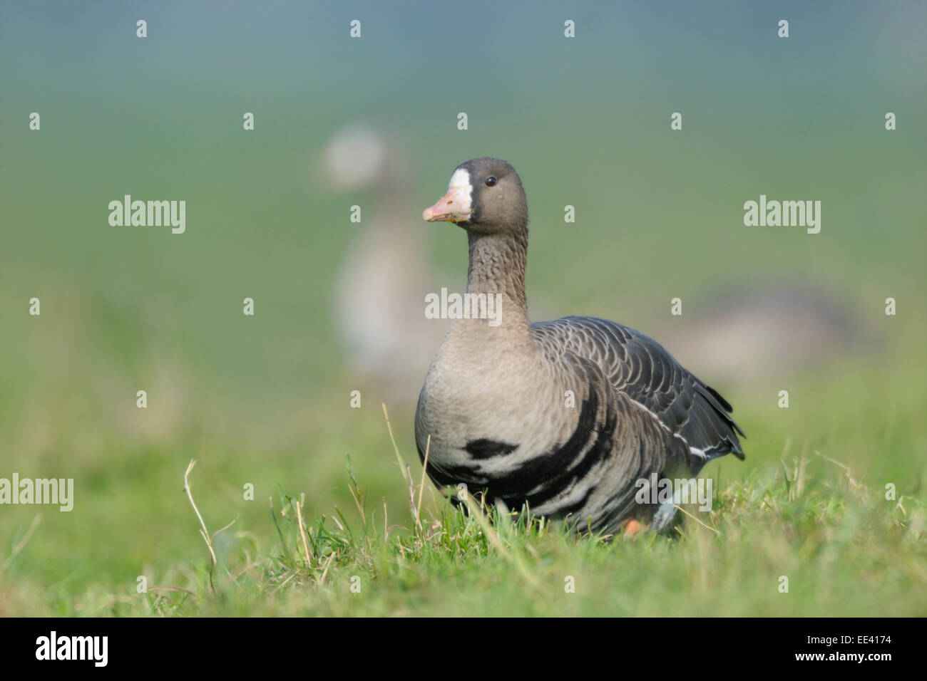 (Maggiore) bianco-fronteggiata goose [Anser albifrons], Germania Foto Stock