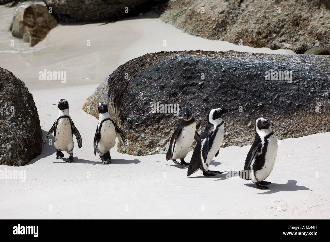 Pinguini a Boulders Beach, Sud Africa Foto Stock