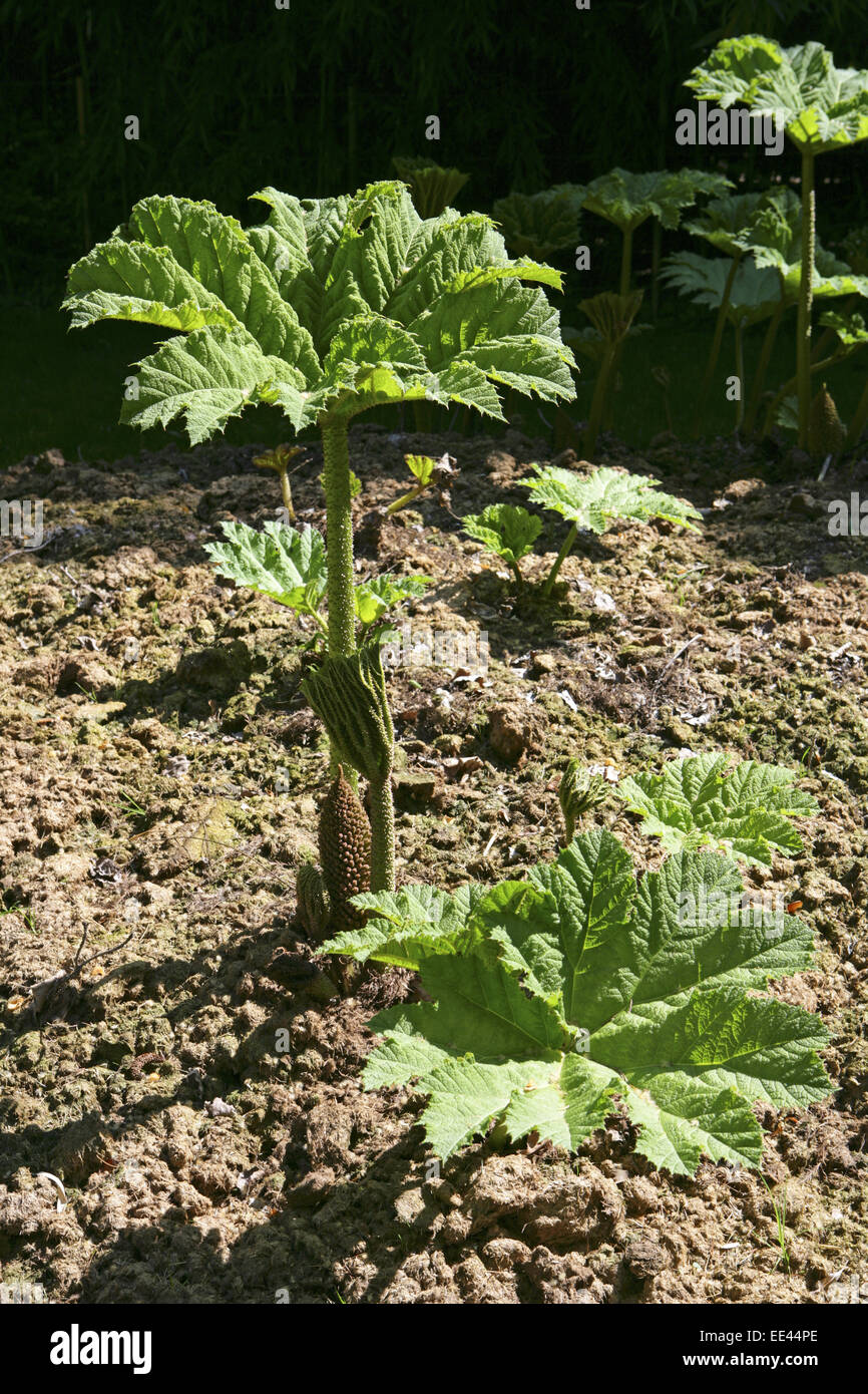 Mammutblatt, Gunnera manicata, Mammoth foglia, Blaetter, Blatt, Gunnera, Pflanze, Pflanzen, Rhabarber, Riesen, Riesen-Rhabarber, g Foto Stock