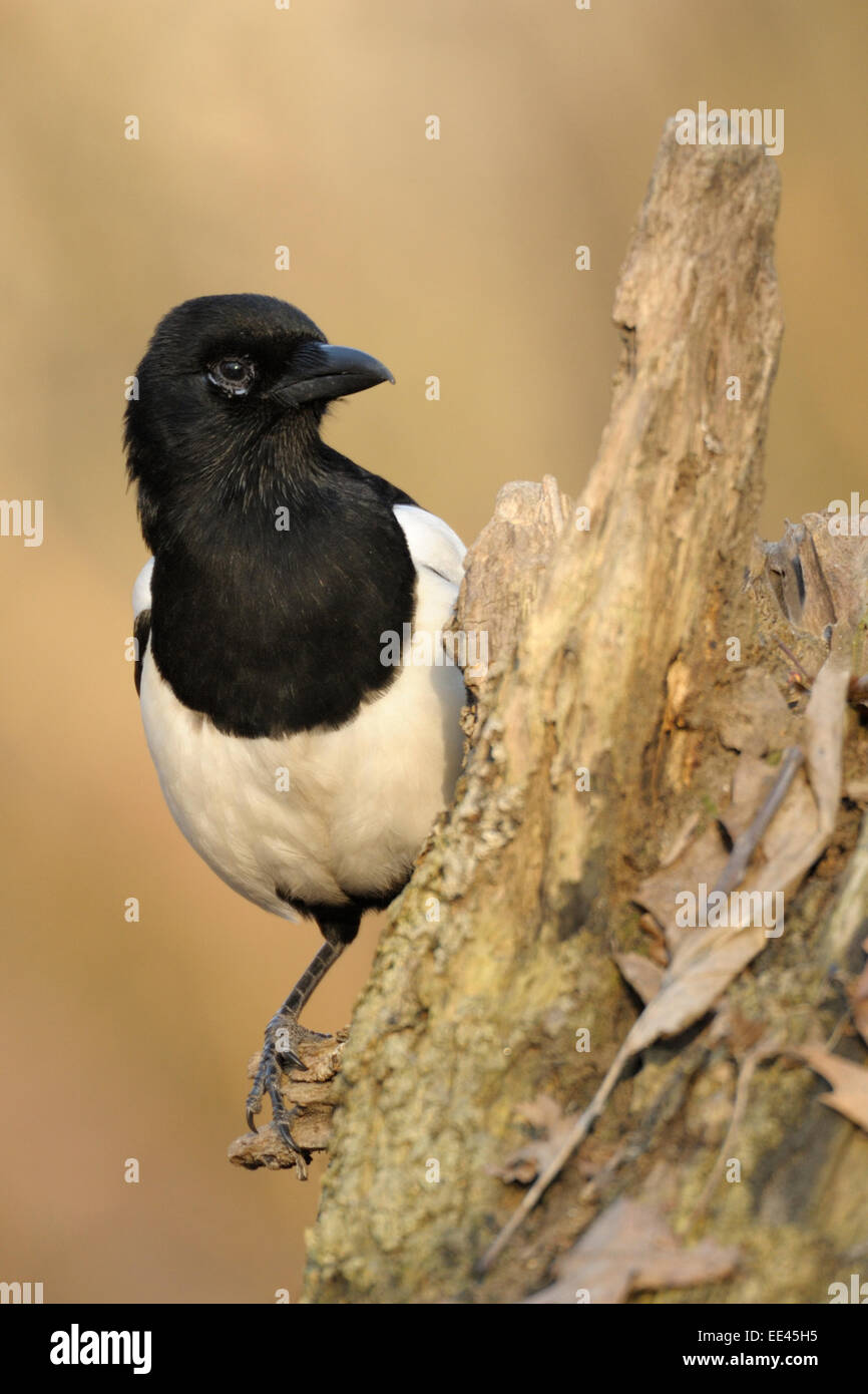 Eurasian comune gazza [Pica pica], Germania Foto Stock