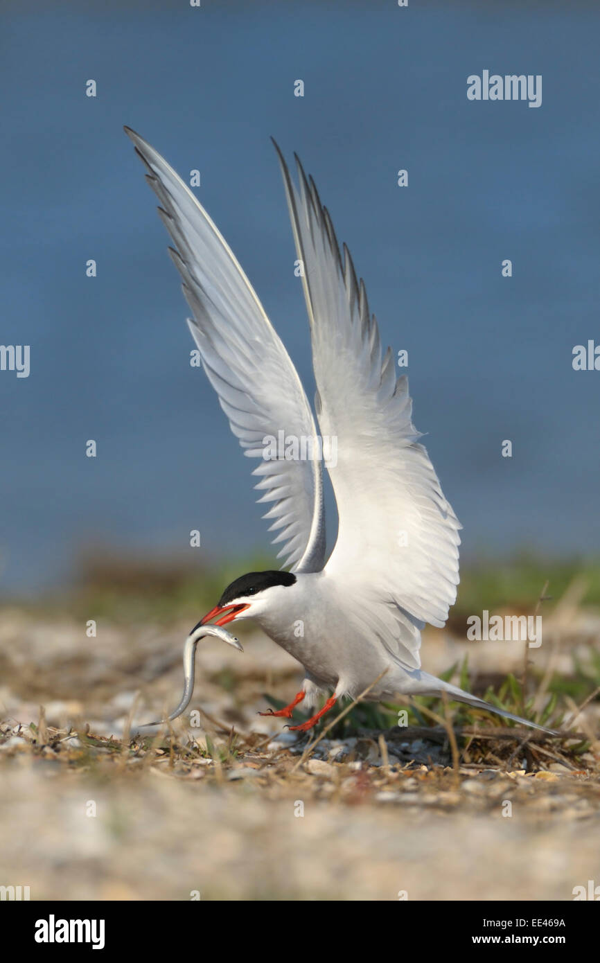 Common tern Sterna hirundo Flussseeschwalbe Foto Stock