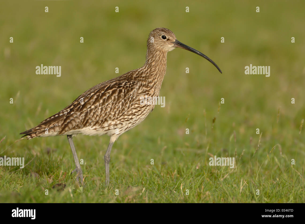 (Eurasian) [curlew Numenius arquata], Großer Brachvogel Foto Stock