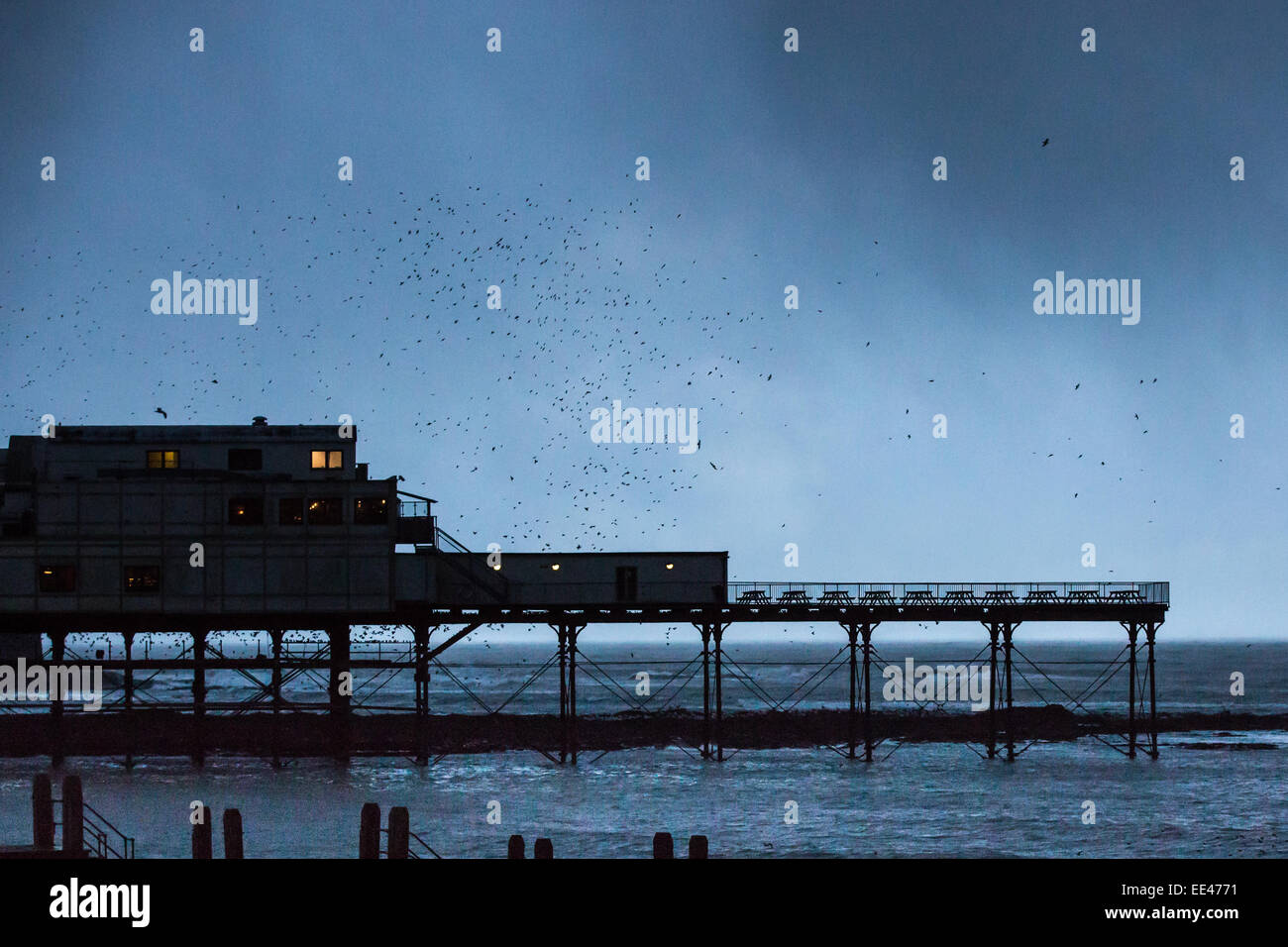 Aberystwyth, Wales, Regno Unito. Il 13 gennaio 2015. Meteo. Come nuvole scure pesante con la neve o la pioggia telaio in background e storni tornare alla loro pernottamento posatoio sotto Aberystwyth Pier. Credito: Alan Hale/Alamy Live News Foto Stock