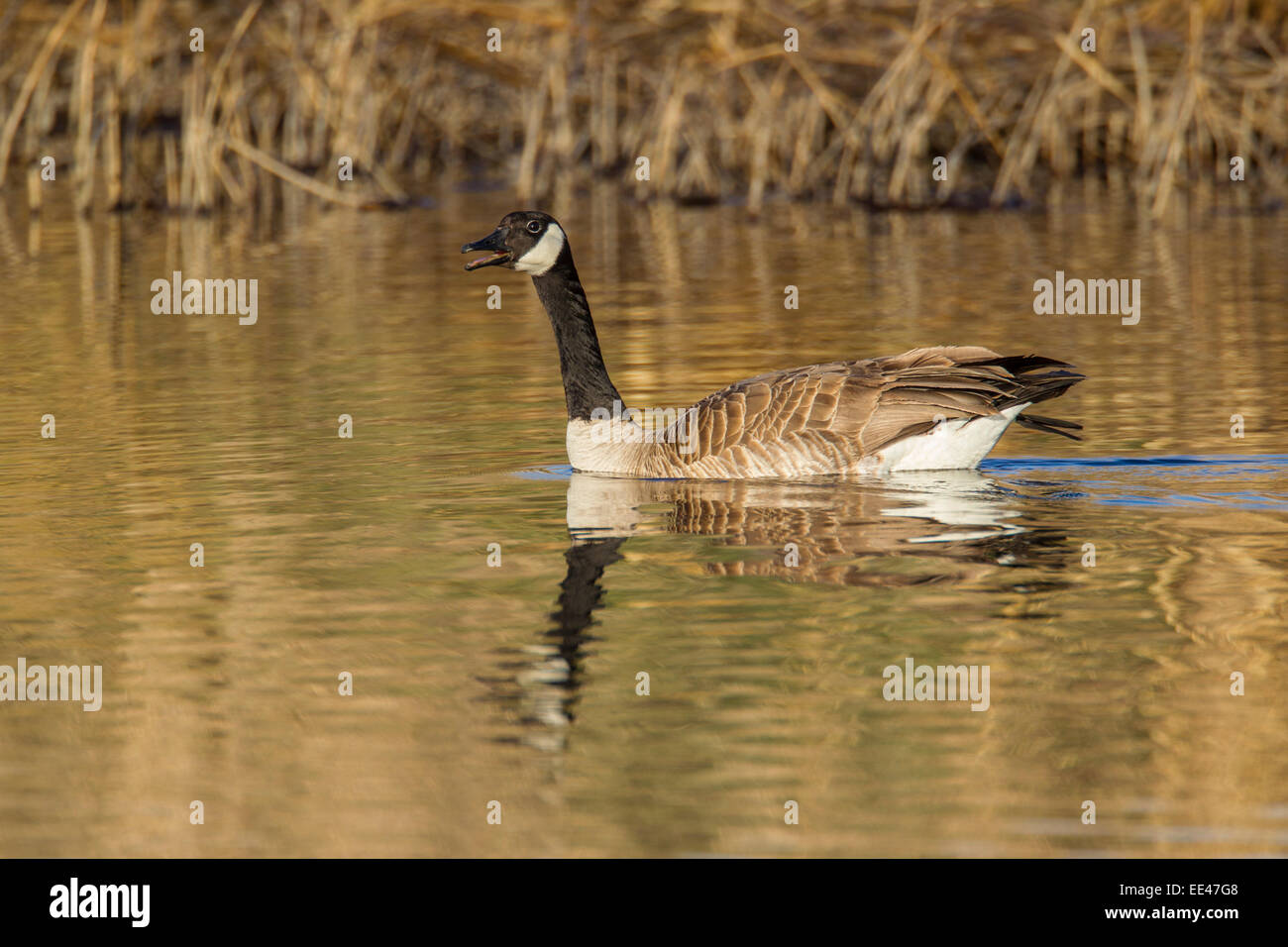 Canada Goose nuoto su stagno durante la primavera Foto Stock