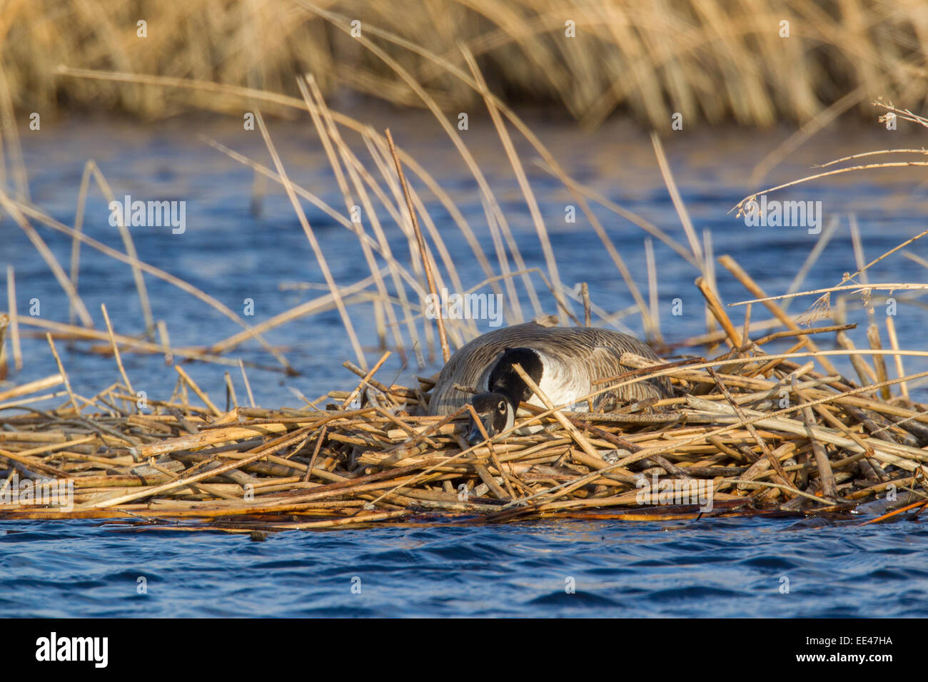 Canada Goose sul nido in primavera Foto Stock