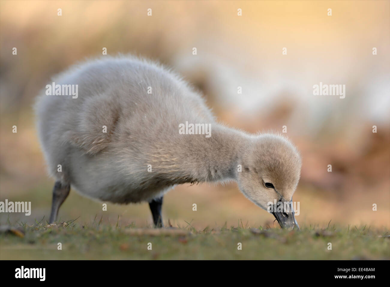 Black Swan [Cygnus atratus] Trauerschwan Foto Stock