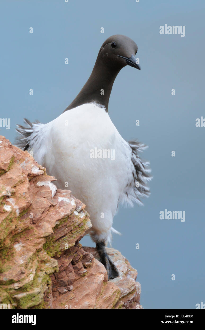 (Comune) guillemot [Uria aalge] Trottellumme Foto Stock