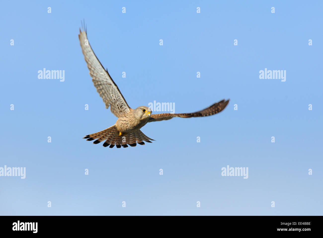 Politica eurasiatica [Gheppio Falco tinnunculus], Germania Foto Stock