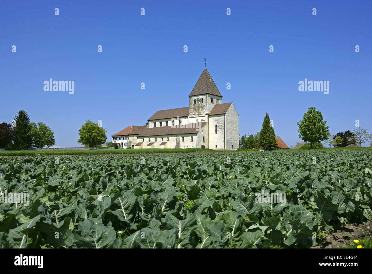 Deutschland, Bodensee, Europa, Baden-Wuerttemberg, Sehenswuerdigkeit, Tourismus, Insel Reichenau, Oberzell, Stiftskirche , St Foto Stock