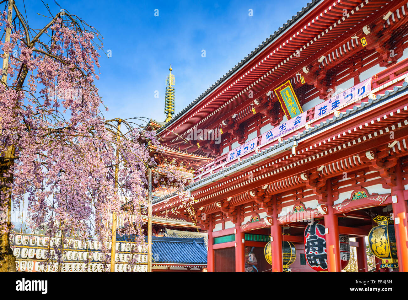 Il Tempio di Senso-ji di Asakusa, Tokyo, Giappone durante la primavera Sakura stagione. Foto Stock